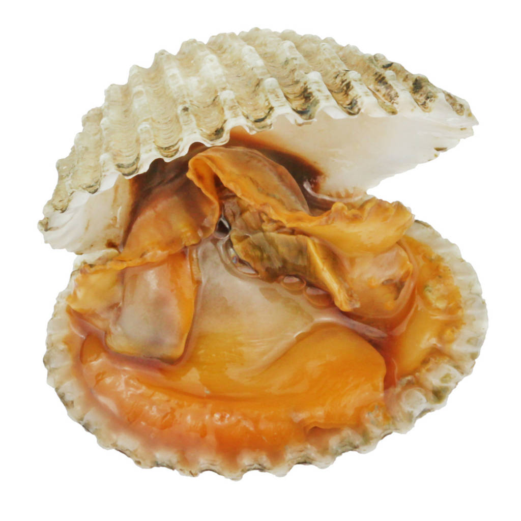 FZ Isi Kerang 300-500 (IQF) (PKT)