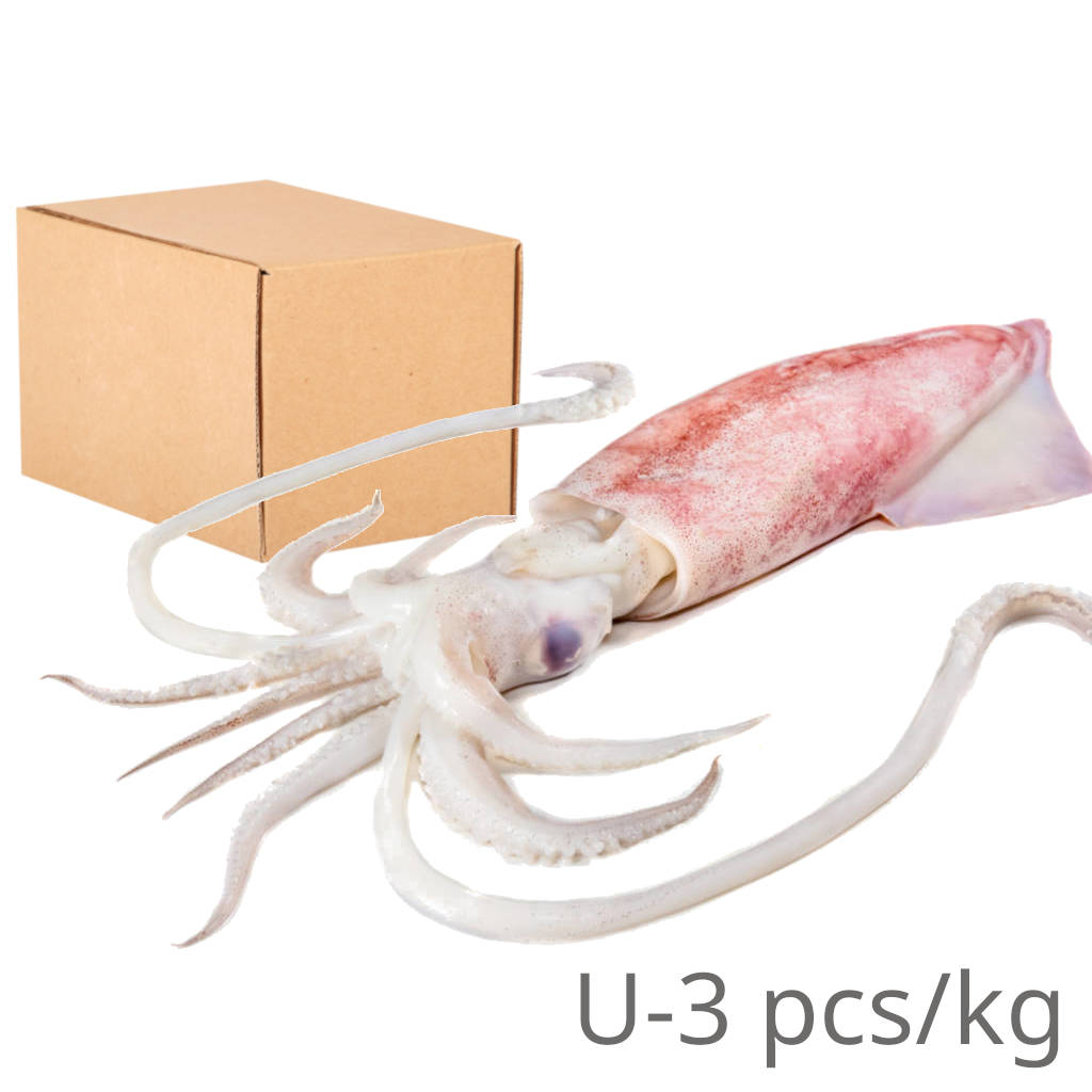 FZ Sotong U-3 (CTN)